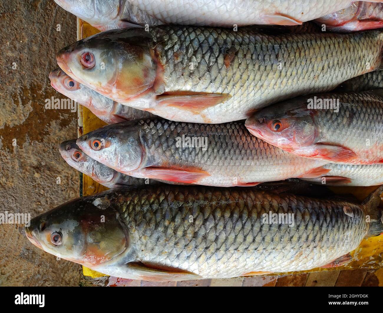Nahaufnahme von gefangenem rohem frischen Rohu-Fisch in einem Behälter unter dem Licht Stockfoto