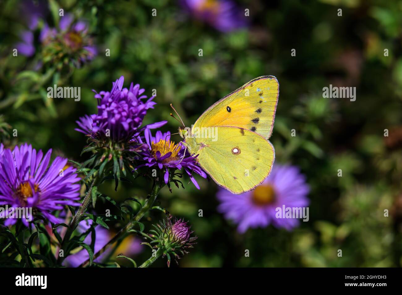 Männlicher Orange-Schwefel-Schmetterling oder Colias Eurythema auf New England Aster in der Spätsommersonne. Stockfoto