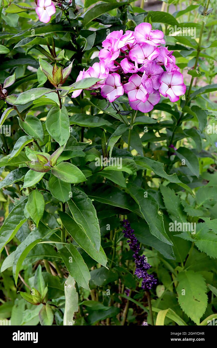 Phlox paniculata ‘Sweet Summer Fantasy Purple Bicolor’ mehrjährige Phlox Purple Bicolor – gewölbte Büschel weißer Blüten mit violetten Rändern, August, Großbritannien Stockfoto