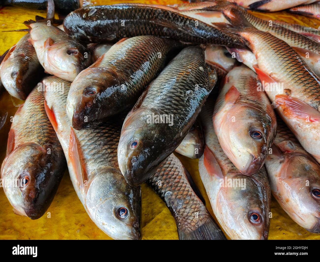 Nahaufnahme von gefangenem rohem frischen Rohu-Fisch in einem Behälter unter dem Licht Stockfoto