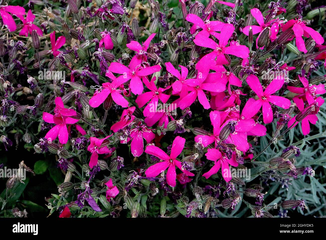 Phlox subulata ‘Scarlet Flame’ Moos Phlox Scarlet Flame – dunkelrosa sternförmige Blüten mit schlanken Blütenblättern, August, England, Großbritannien Stockfoto