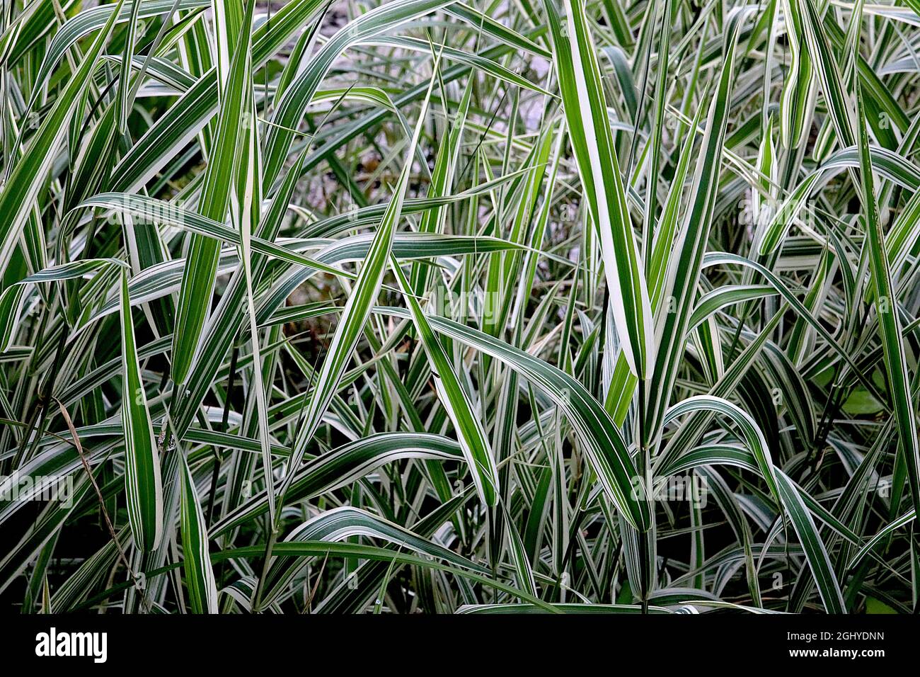 Pleioblastus fortunei ‘Variegata’ Zwergbambus mit weißen Streifen – hellcremefarbene Blätter mit mittleren und dunkelgrünen Streifen, August, England, Großbritannien Stockfoto