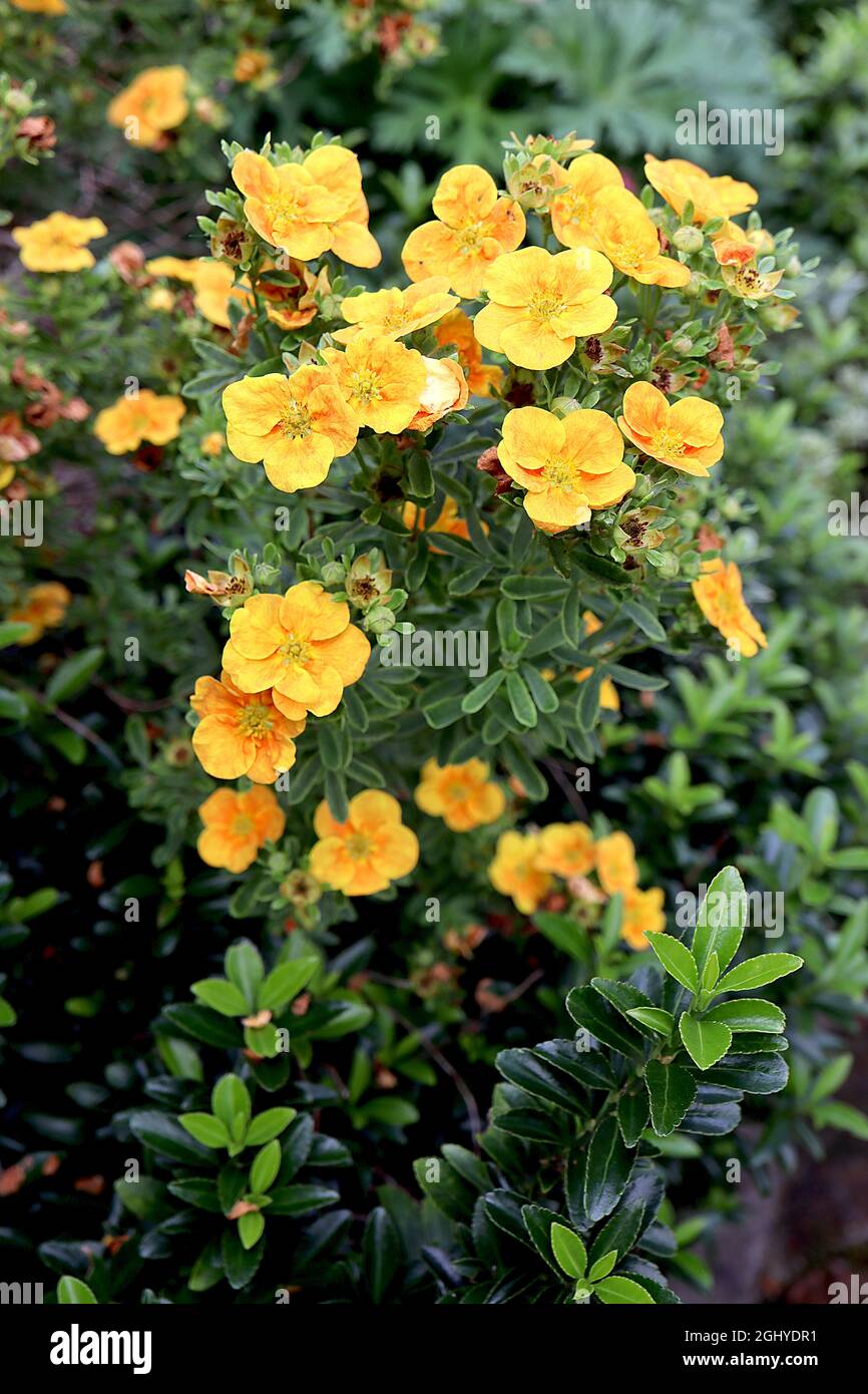 Potentilla fruticosa ‘Sunset’ Shrubby Cinquefoil Sunset – Masse von gelben Blüten mit orangefarbenem Farbton und kleinen dunkelgrünen gefiederten Blättern, August, Großbritannien Stockfoto