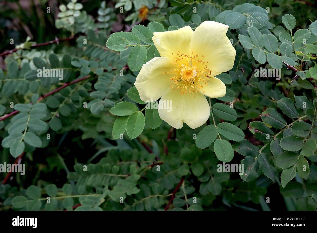 Rosa ‘Primula’ (Species Rose) Weihrauchrose – einzelne hellgelbe Blüten und kleine gefiederte Blätter, August, England, Großbritannien Stockfoto