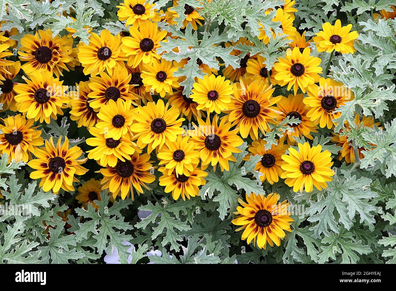 Rudbeckia hirta ‘Peking’ schwarz-äugige Susan Peking – gelb mit braunen, pinselartigen Basalspuren und kurzen Blütenblättern, August, England, Großbritannien Stockfoto