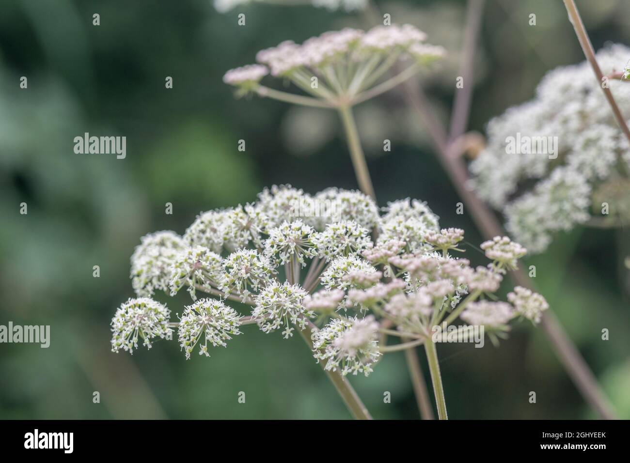 Blütenköpfe der Umbellifer bekannt als Hogweed / Cow Parsnip / Heracleum sphondylium gewöhnlicher unkrautkrautkrautkrautkrautkrautkrautkrautkrautblüte, deren saft die Haut im Sonnenlicht blasen Stockfoto