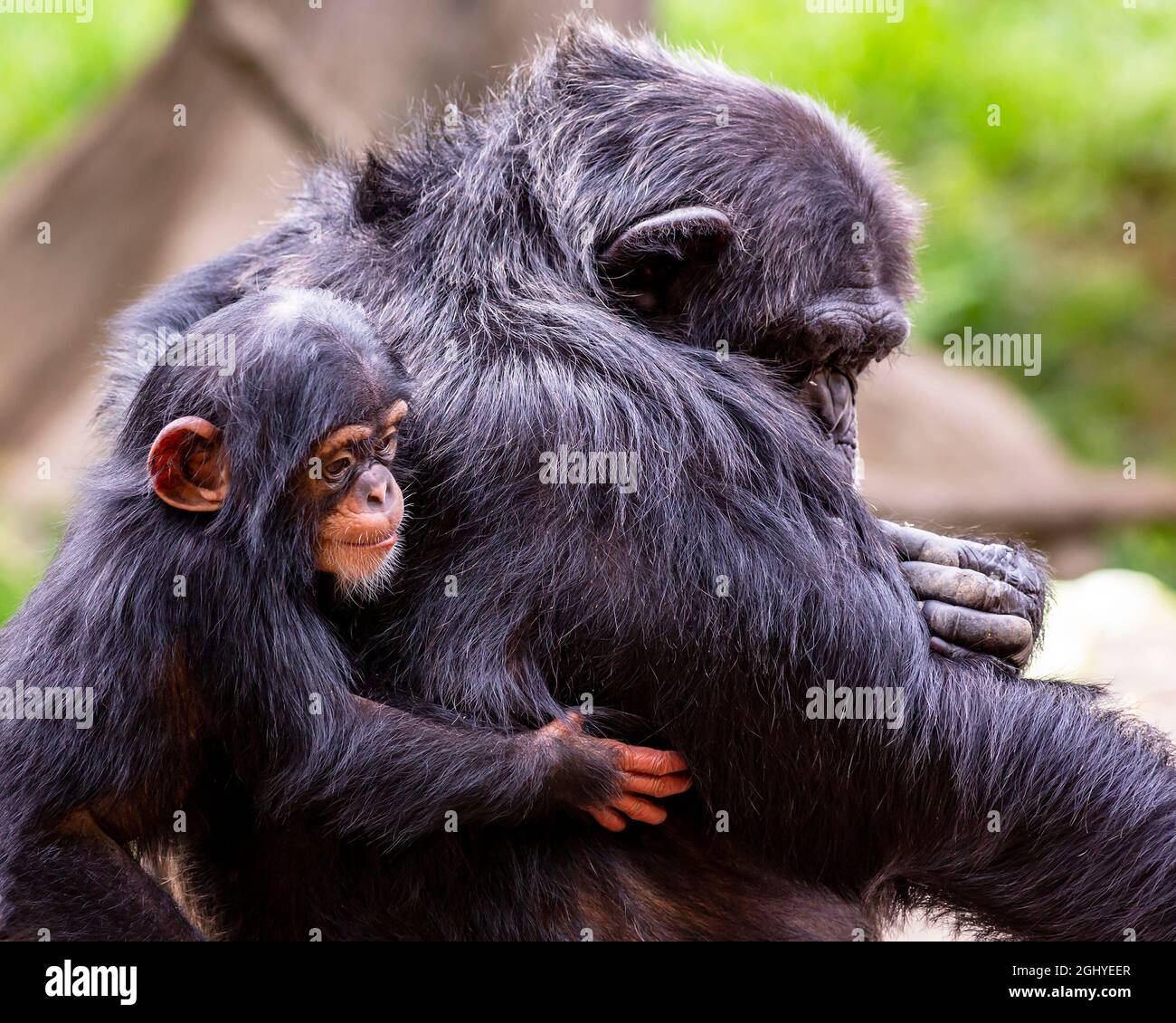 Niedliches Schimpansen-Baby schmiegt sich an den Rücken ihrer Mutter Stockfoto