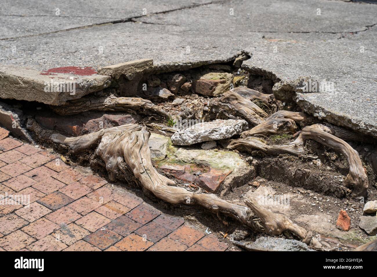 Zerstörung des Gehwegs wegen der Wurzeln eines Baumes in Bogota, Kolumbien. Stockfoto