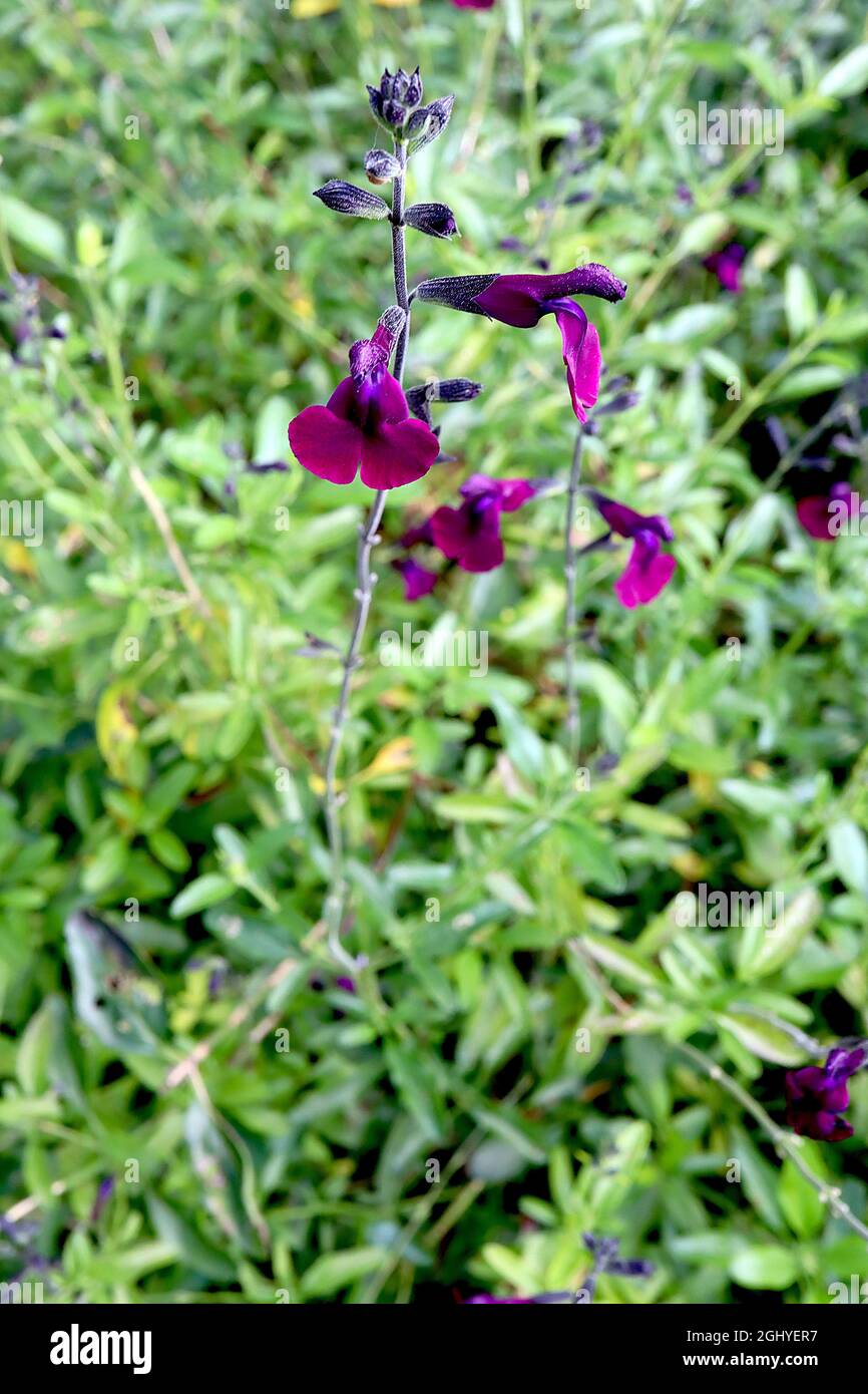 Salvia x jamensis ‘Nachtvlinder’ sage Nachtvlinder - zweilippige purpurrote Blüten, August, England, Großbritannien Stockfoto