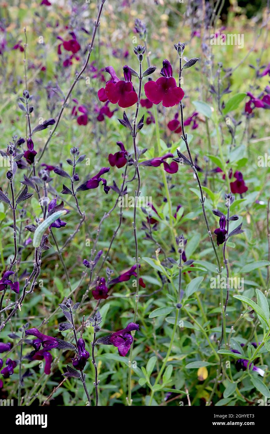 Salvia x jamensis ‘Nachtvlinder’ sage Nachtvlinder - zweilippige purpurrote Blüten, August, England, Großbritannien Stockfoto