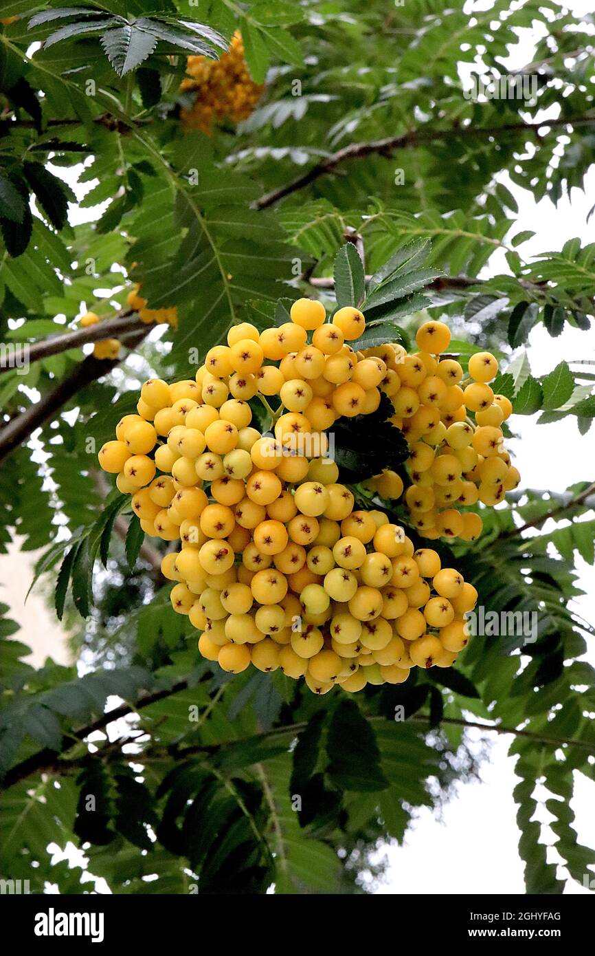 Sorbus aucuparia ‘Autumn Spire’ Rowan Cardinal Royal – dichte Trauben von blassorangen Beeren und dunkelgrünen gefiederten Blättern, August, England, Großbritannien Stockfoto