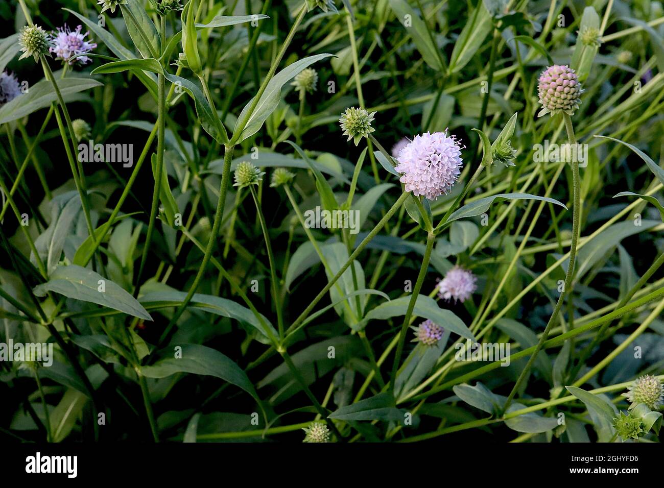Succisella inflexa ‘Frosted Pearls’ Sumpfteufel etwas scheußlicher Frosted Pearls – kleine kugelförmige, helle Lavendelblüten an hohen Stielen, August, England, Stockfoto