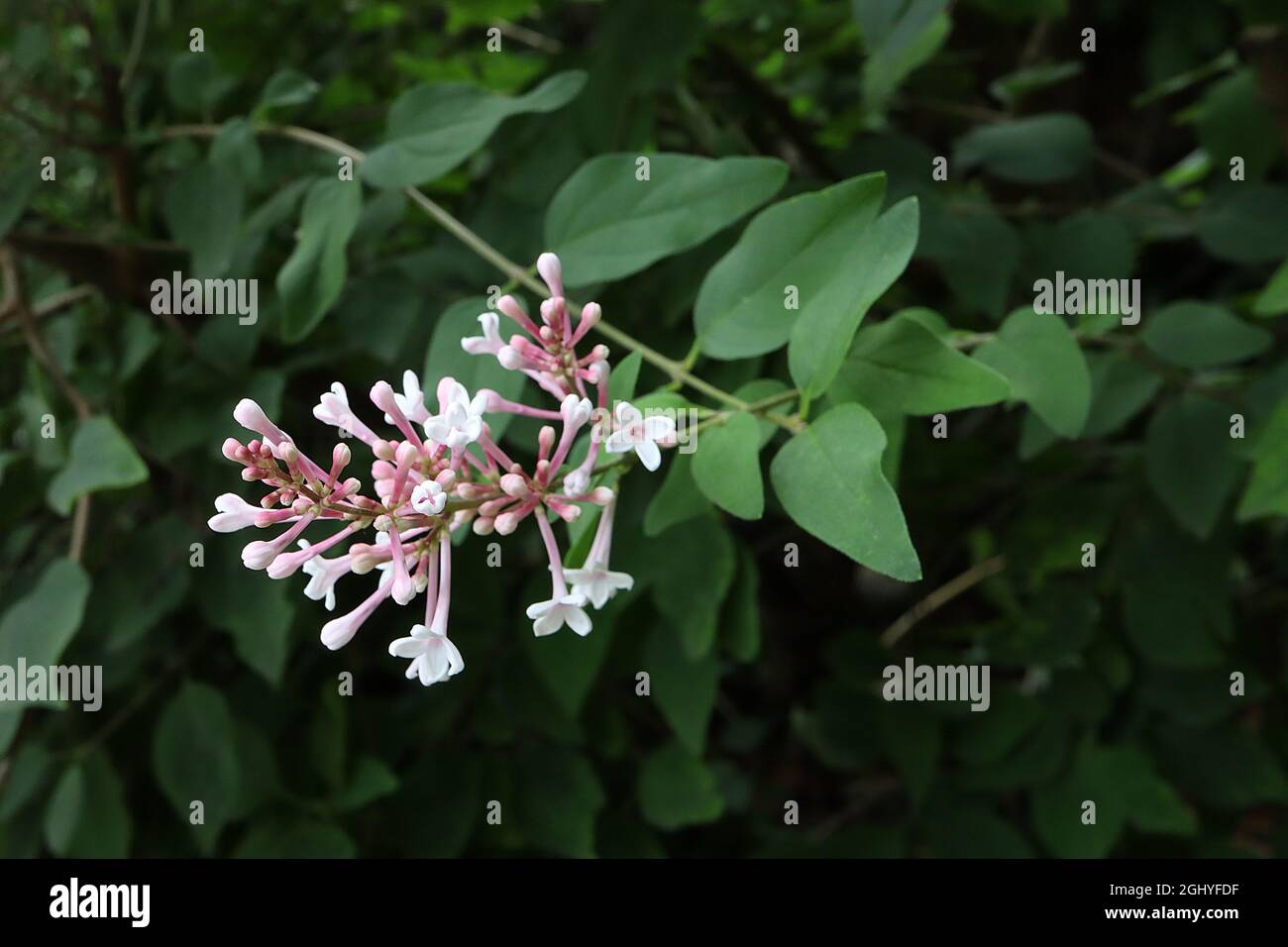 Syringa microphylla ‘Superba’ sehr kleiner Flieder – lockere Rispen aus weißen Blüten mit langen, hellrosa Röhren und kleinen Blättern, August, England, Großbritannien Stockfoto