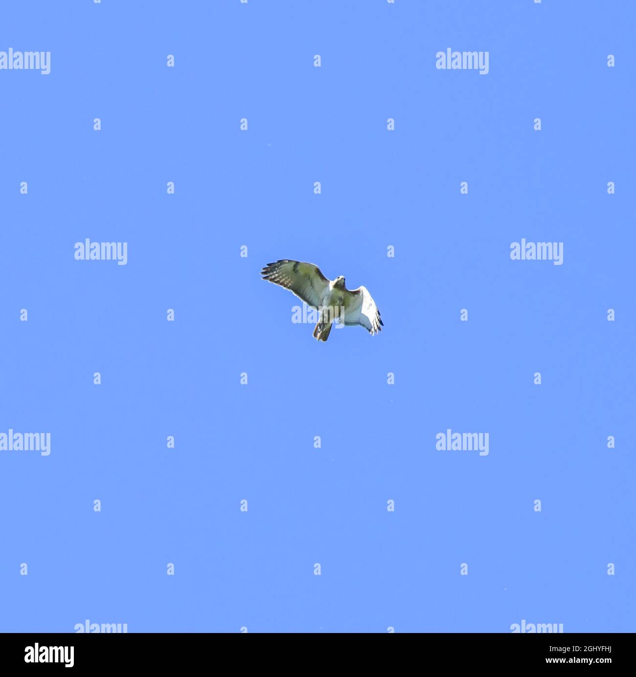 Red Tail Hawk ragt unter dem klaren blauen Himmel hoch Stockfoto