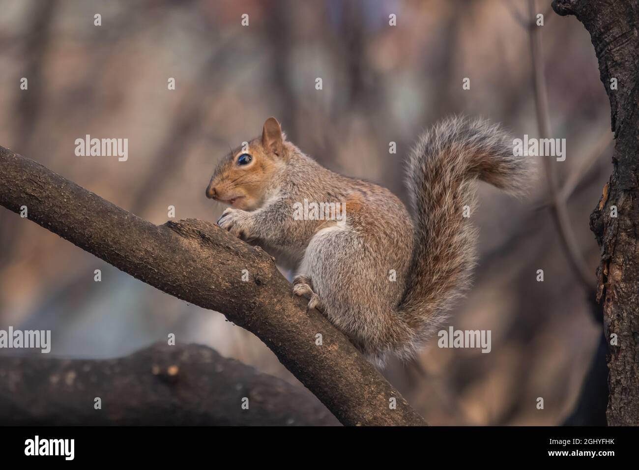 Graues Eichhörnchen auf einem Baum Stockfoto