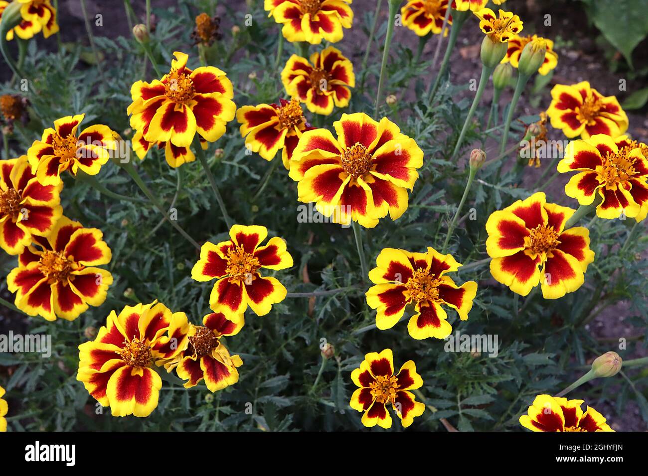 Tagetes patula ‘Disco Marietta’ französische Ringelblume Marietta - tiefrote Blüten mit breiten gelben Rändern und gelben Scheibenblüten, August, England, Großbritannien Stockfoto