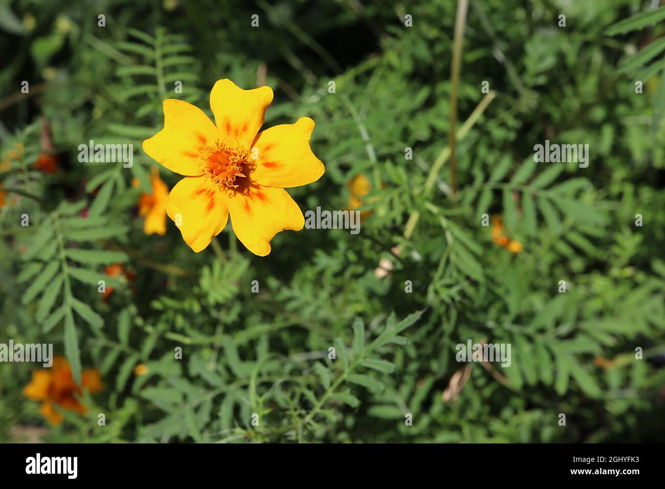 Tagesetes tenuifolia ‘Lemon Gem’ Signet Ringelblume Lemon Gem - gelbe Blüten mit spitzen orangen Basalmarkierungen, August, England, Großbritannien Stockfoto