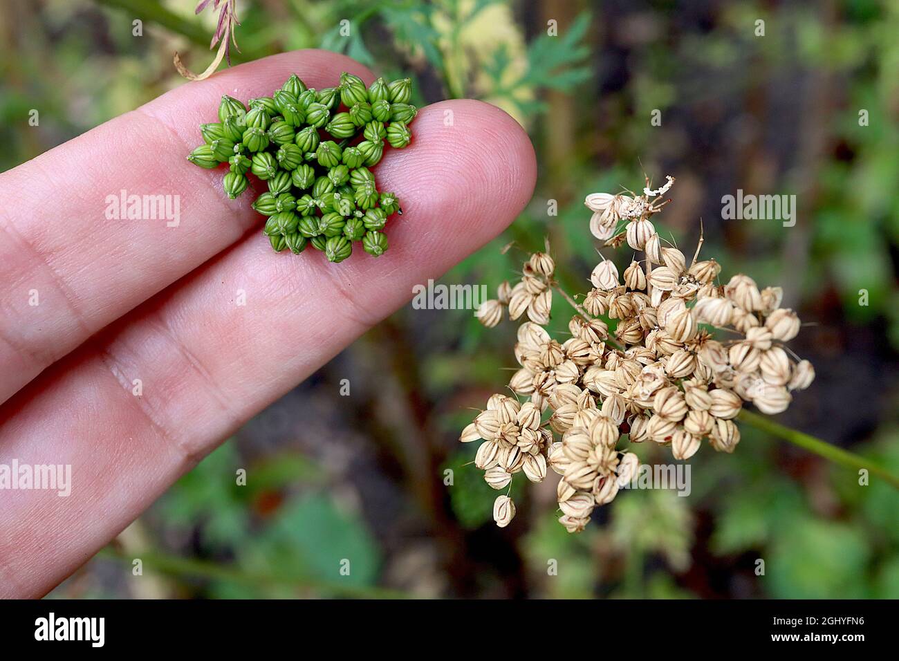 Trachyspermum roxburghianum Wildsellerie – flache Büffelhaufen und leuchtend grüne segmentierte Samenköpfe, August, England, Großbritannien Stockfoto