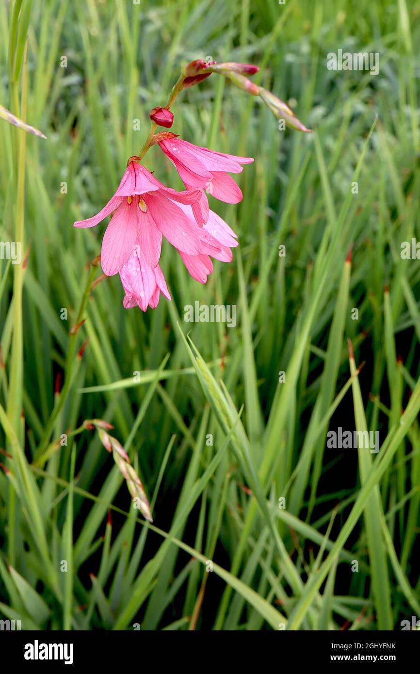 Tritonia desticha subsp rubrolucens pink montbretia – lockere Trauben aus korallenroten Blüten und schmalen schwertförmigen Blättern, August, England, Großbritannien Stockfoto