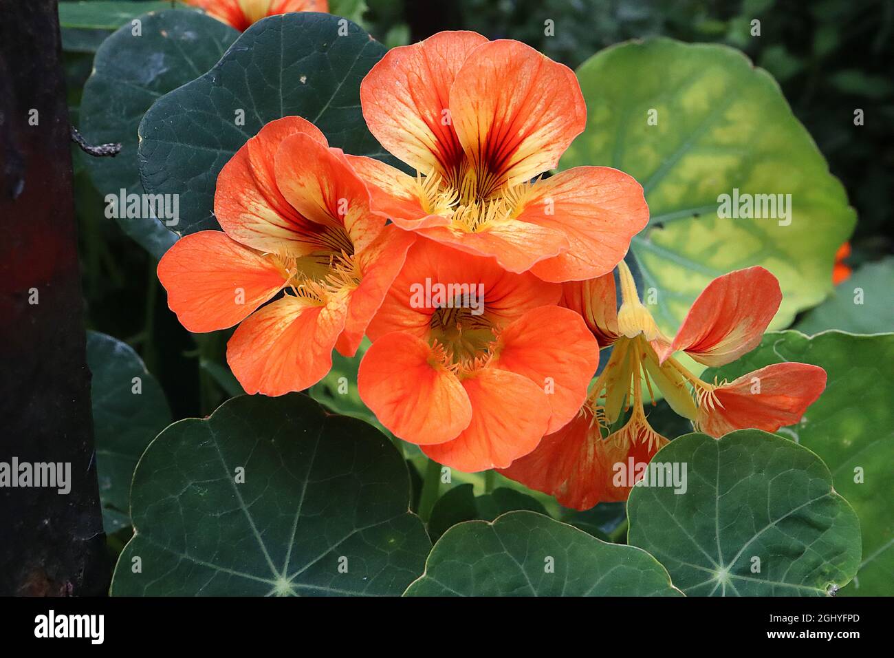 Tropeolum majus ‘Whirlybird Mix’ nasturtium Whirlybird Mix - trichterförmige korallenorangene Blüten mit roten Adern und gelber Kehle, August, England, UK Stockfoto