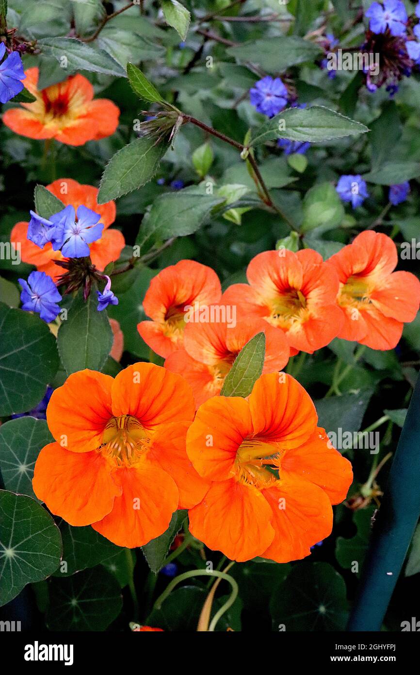 Tropeolum majus ‘Whirlybird Mix’ nasturtium Whirlybird Mix - trichterförmige korallenorangene Blüten mit roten Adern und gelber Kehle, August, England, UK Stockfoto