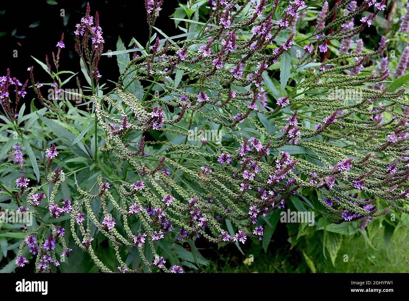 Verbena hastata ‘Lavender Spires’ American blue Vervain Lavender Spires – lange Trauben aus winzigen Lavendelblüten, August, England, Großbritannien Stockfoto