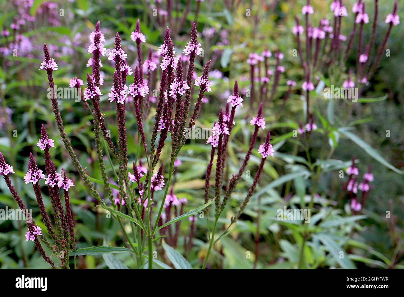 Verbena hastata ‘Pink Spires’ American blue Vervain Pink Spires - lange Trauben von winzigen rosa Blüten, August, England, Großbritannien Stockfoto