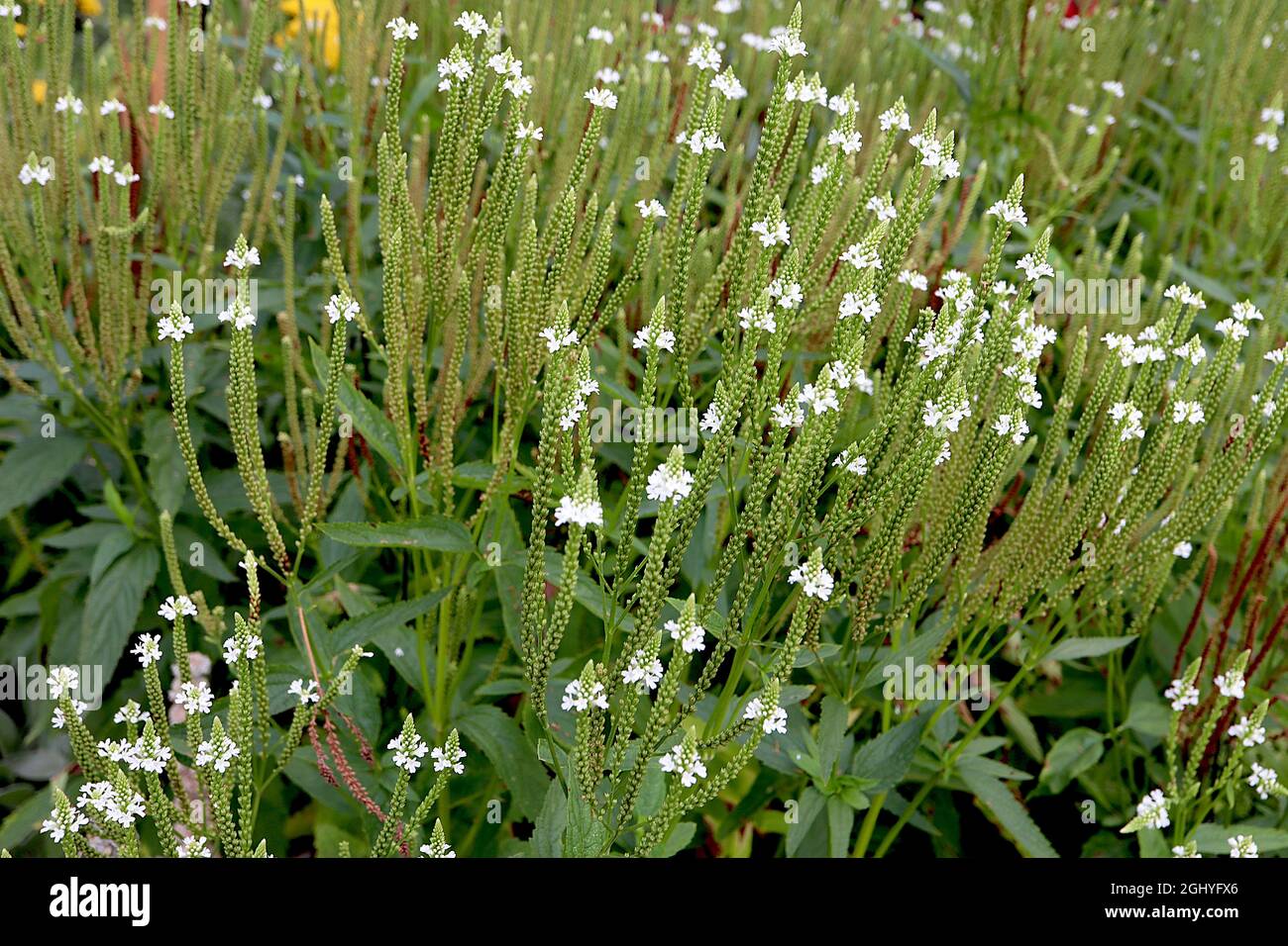 Verbena hastata ‘White Spires’ American blue Vervain White Spires - lange Trauben von winzigen weißen Blüten, August, England, Großbritannien Stockfoto