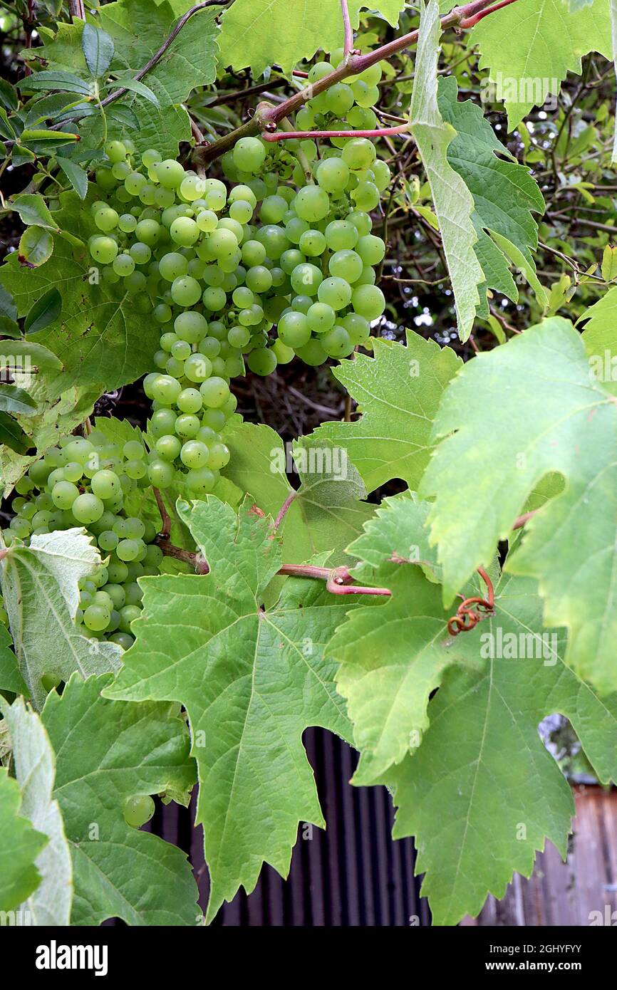 Vitis vinifera ‘Superior Seedless’ Weinrebe – lockere Rispen aus hellgrünen Trauben und großen gelappten Blättern, August, England, Großbritannien Stockfoto