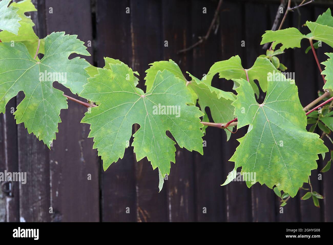 Vitis vinifera ‘Superior Seedless’ Weinrebe – große gelappte Blätter, August, England, Großbritannien Stockfoto