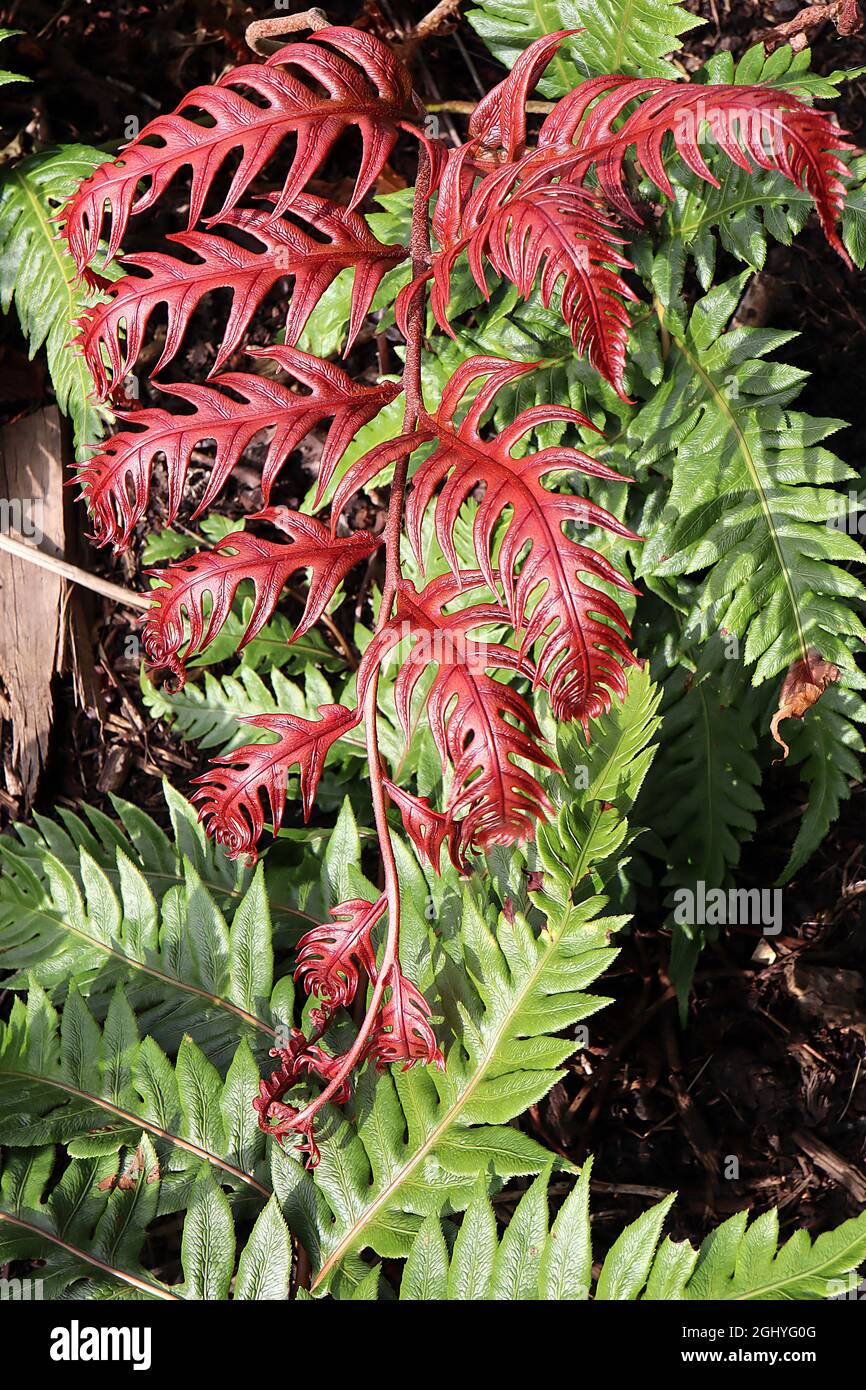 Woodwardia unigemmata Schmuckkettenfarn – glänzende zweibipangeborene dunkelrote und gelb-grüne Wedel mit Stich- oder kettenähnlichen Markierungen, August, England, Großbritannien Stockfoto