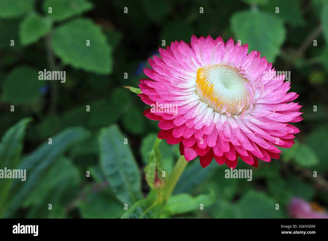 Zungenblüten – dunkelrosa Blüten mit weißen inneren Blütenblättern, August, England, Großbritannien Stockfoto