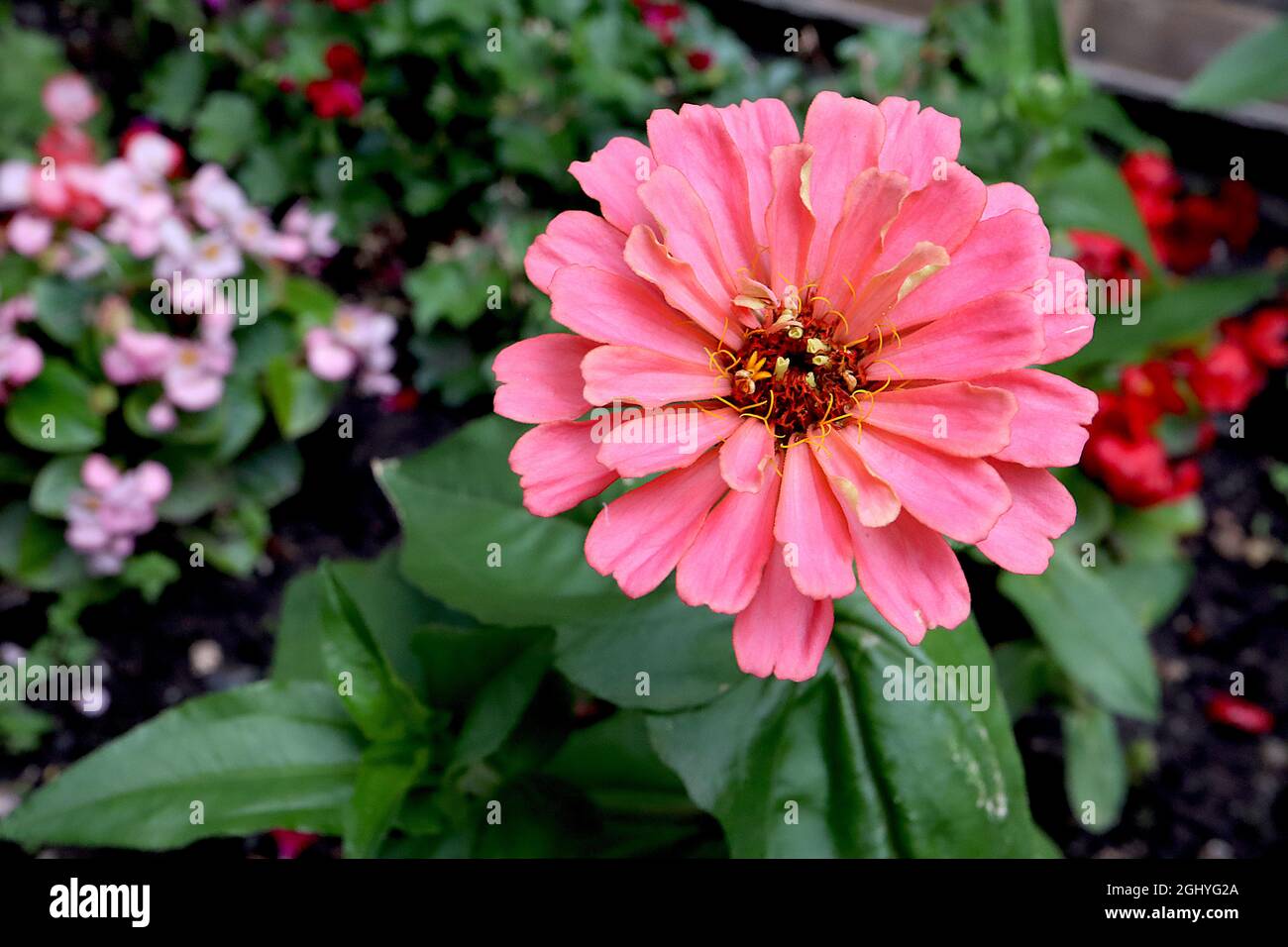 Zinnia elegans ‘Art Deco Mix’ Rosa halbdoppelte Korallenrosa Blüten, August, England, Großbritannien Stockfoto