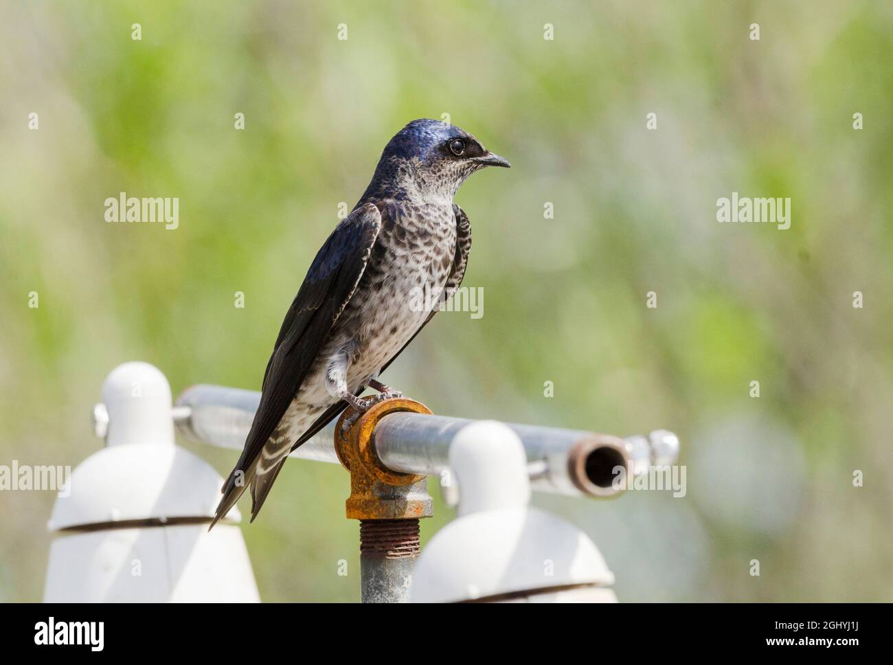 Ein Purple Martin steht über hängenden, nisten Kürbissen im Marymoor Park in Redmond, Washington. Stockfoto