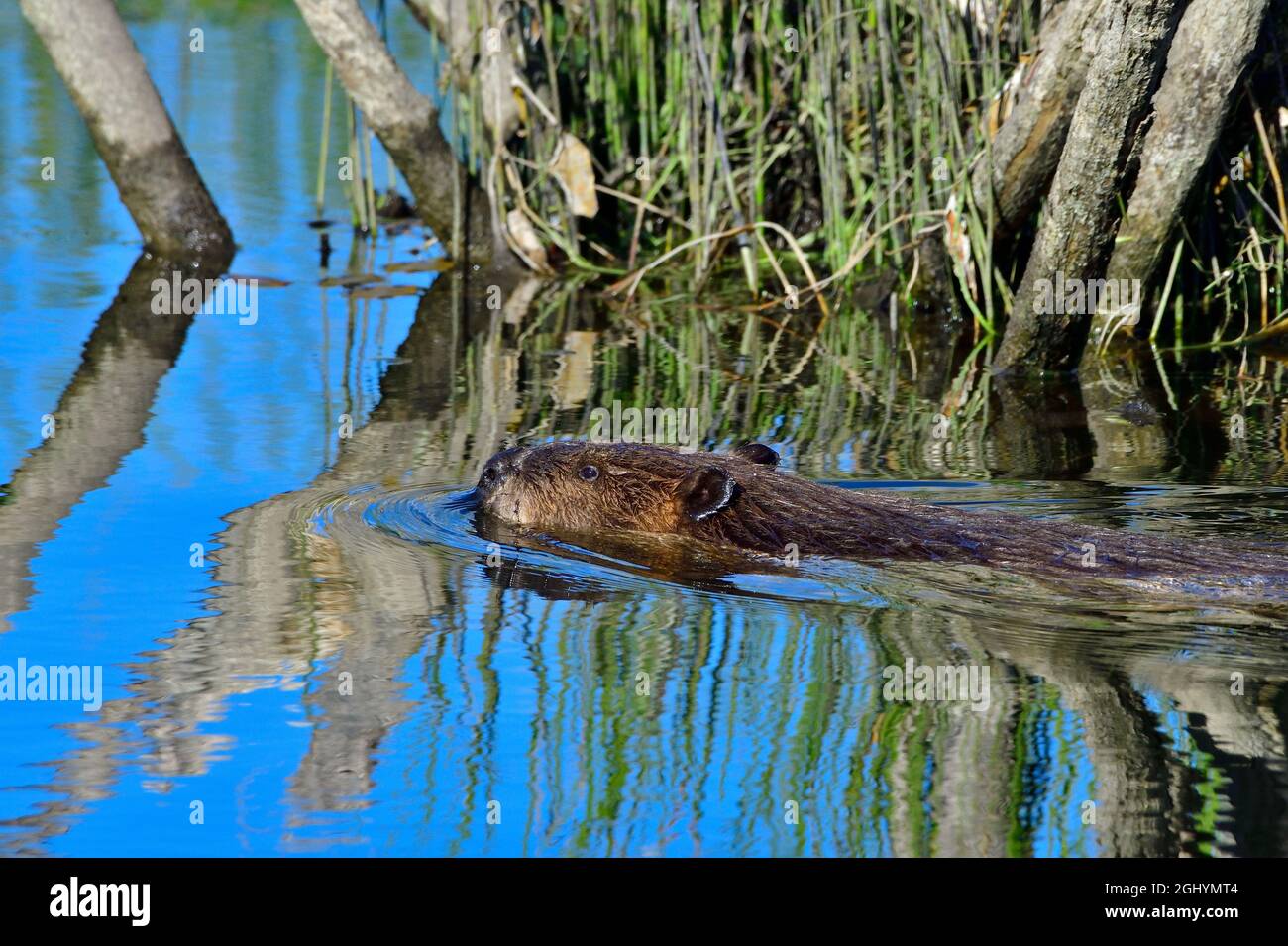 Ein ausgewachsener Biber, „Castor canadensis“, schwimmt am Rand seines Biberteiches im ländlichen Alberta, Kanada. Stockfoto