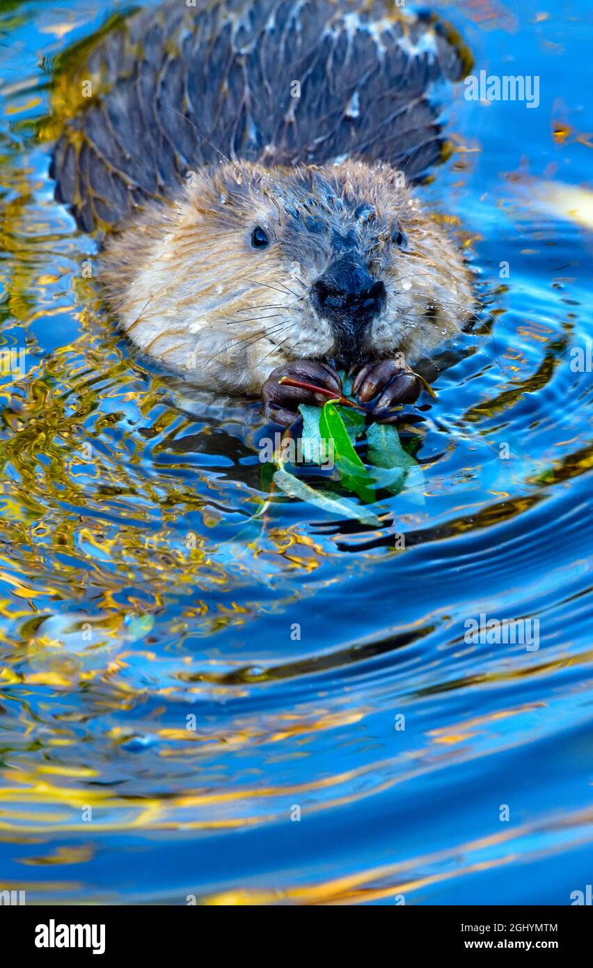 Ein junger Biber 'Castor cadensis', der sich in den reflektierenden Farben seines Biberteiches ernährt Stockfoto