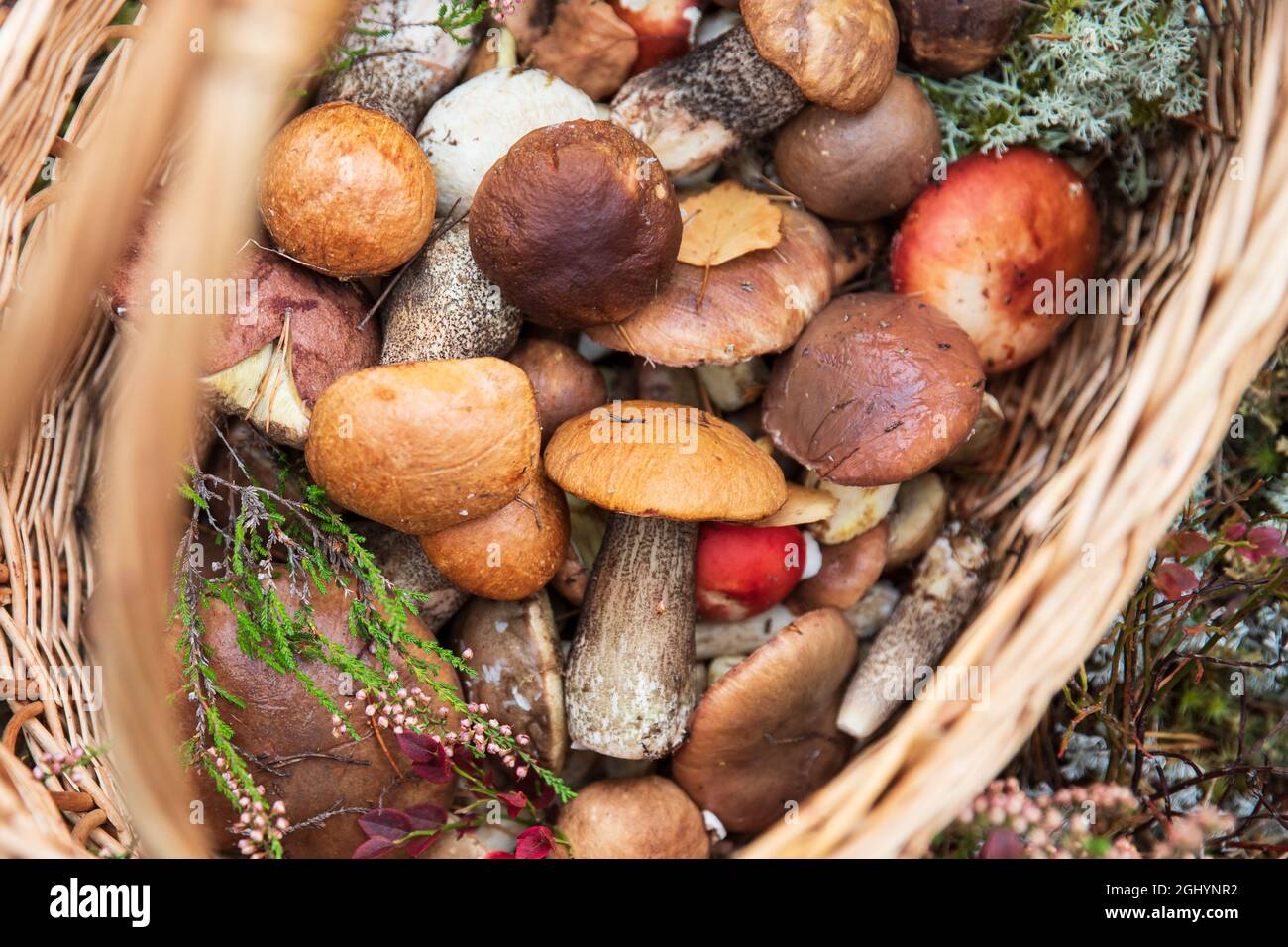 Frisch gepflückte Wildpilze, verziert mit Zweige wilder Heidekraut im Weidenkorb. Herbsthobby. Stockfoto