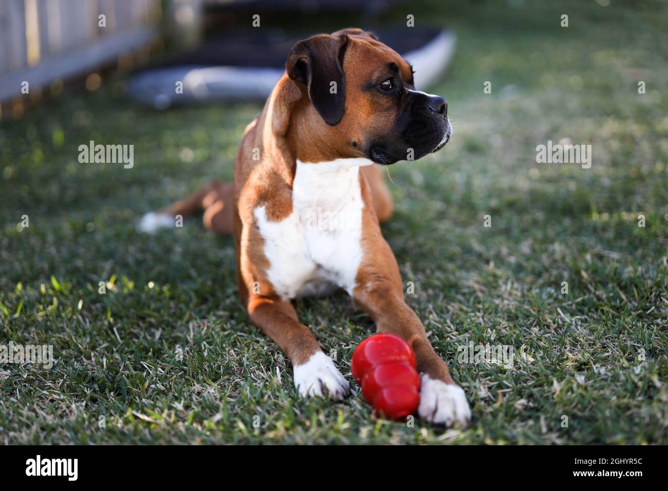 Boxerhund Legen Sich Mit Bereicherung Behandeln Abgabe Spielzeug Stockfoto