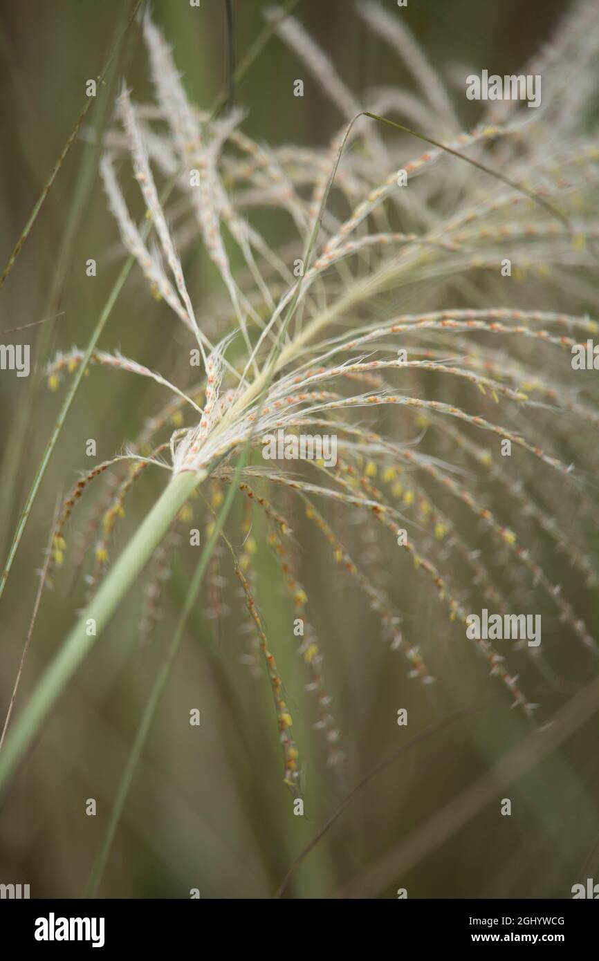 Saccharum Spontaneum ist ein Porträt. Stockfoto