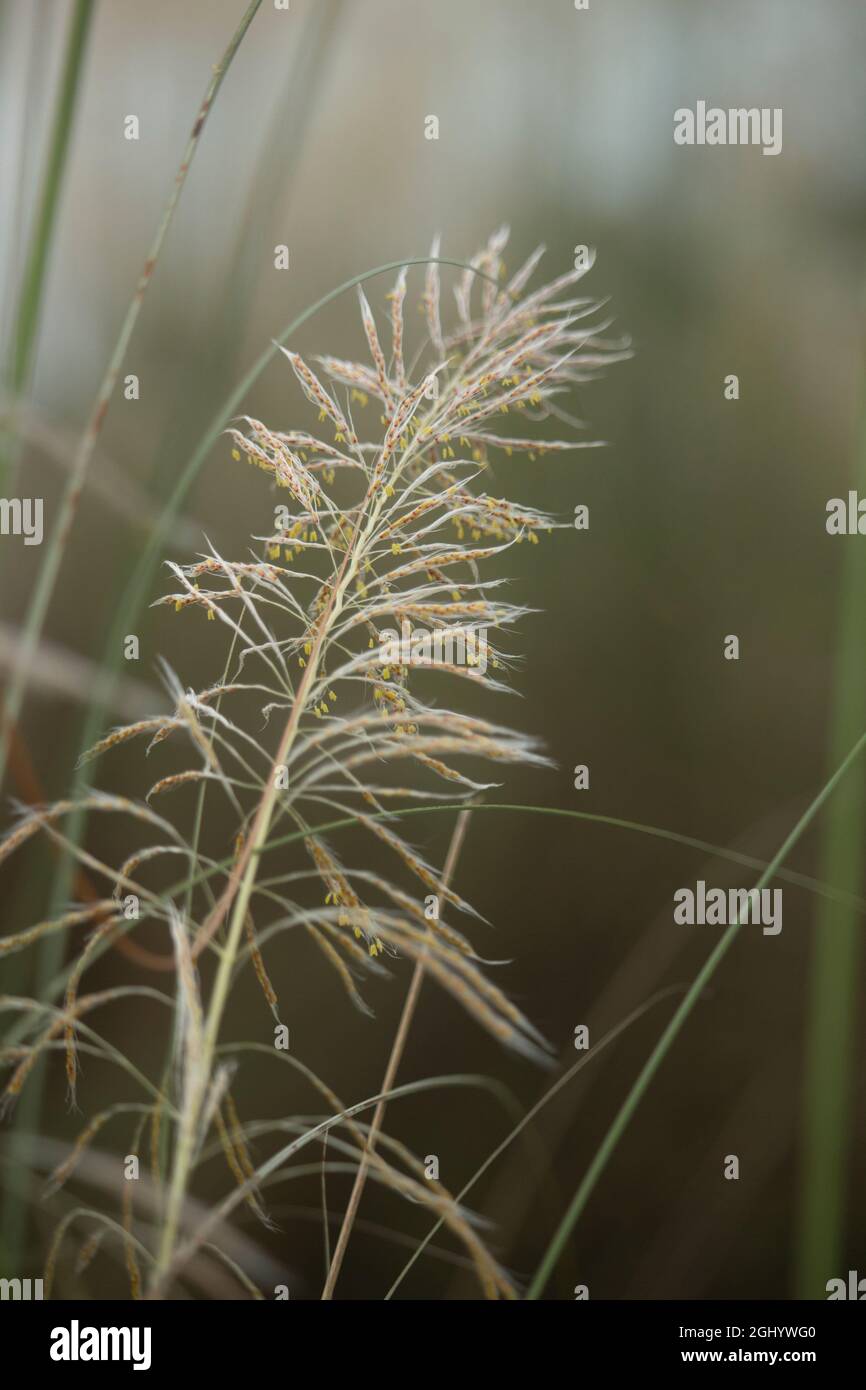 Saccharum Spontaneum ist ein Porträt. Stockfoto