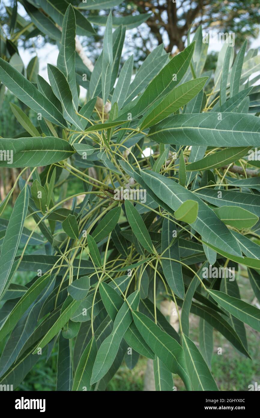 Tabebuia caraiba (Tabebuia aurea, karibische Trompete, silberner Trompetenbaum, Baum aus Gold) mit einem natürlichen Hintergrund Stockfoto