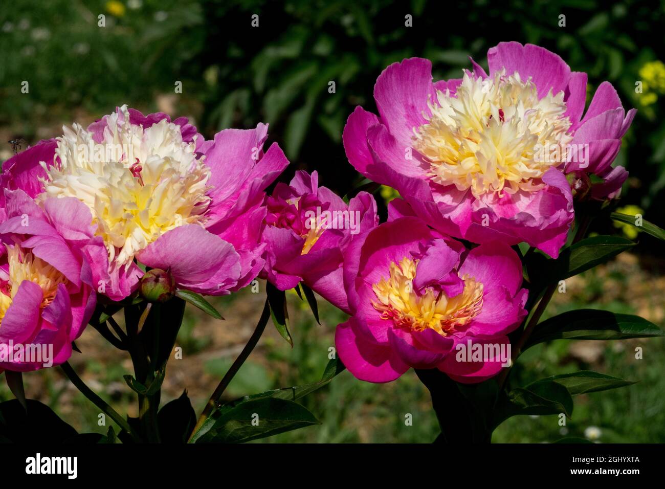 Attraktive rosa Pfingstrose im Garten 'Velma Atkinson' duftende Paeonia lactiflora Blüten Stockfoto
