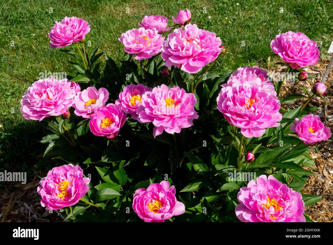 Pink Peony im Garten Peony 'Ma Petite Cherie' duftende Peonies Stockfoto