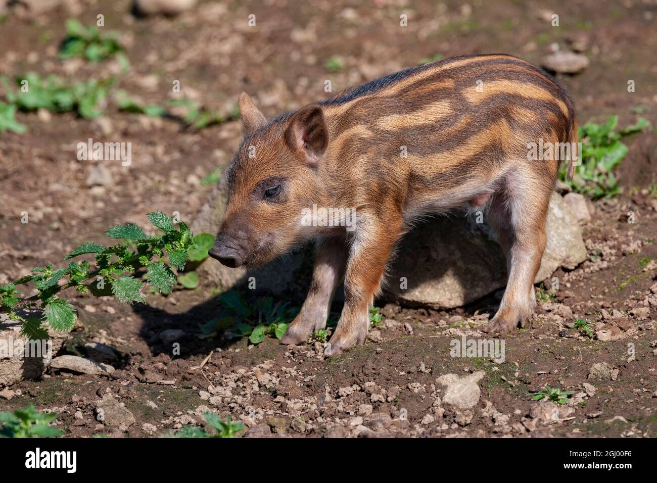 Junger afrikanischer roter Fluss Hog (Potamochoerus porcus) Stockfoto