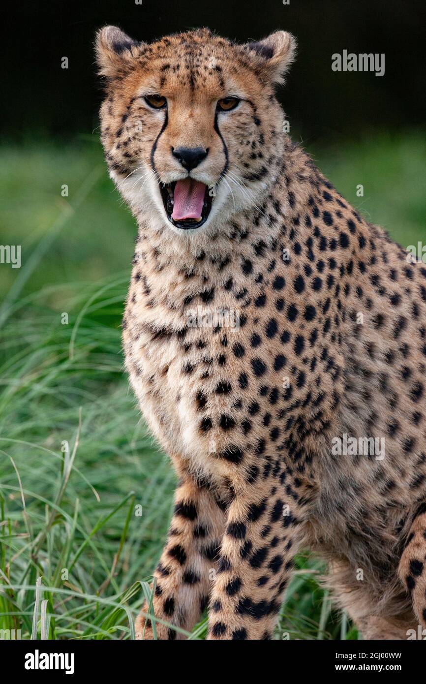 Cheetah (Acinonyx jubatus) - eine große Katze aus Afrika und dem zentralen Iran. Es ist das schnellste Landtier, das schätzungsweise mit Geschwindigkeit laufen kann Stockfoto