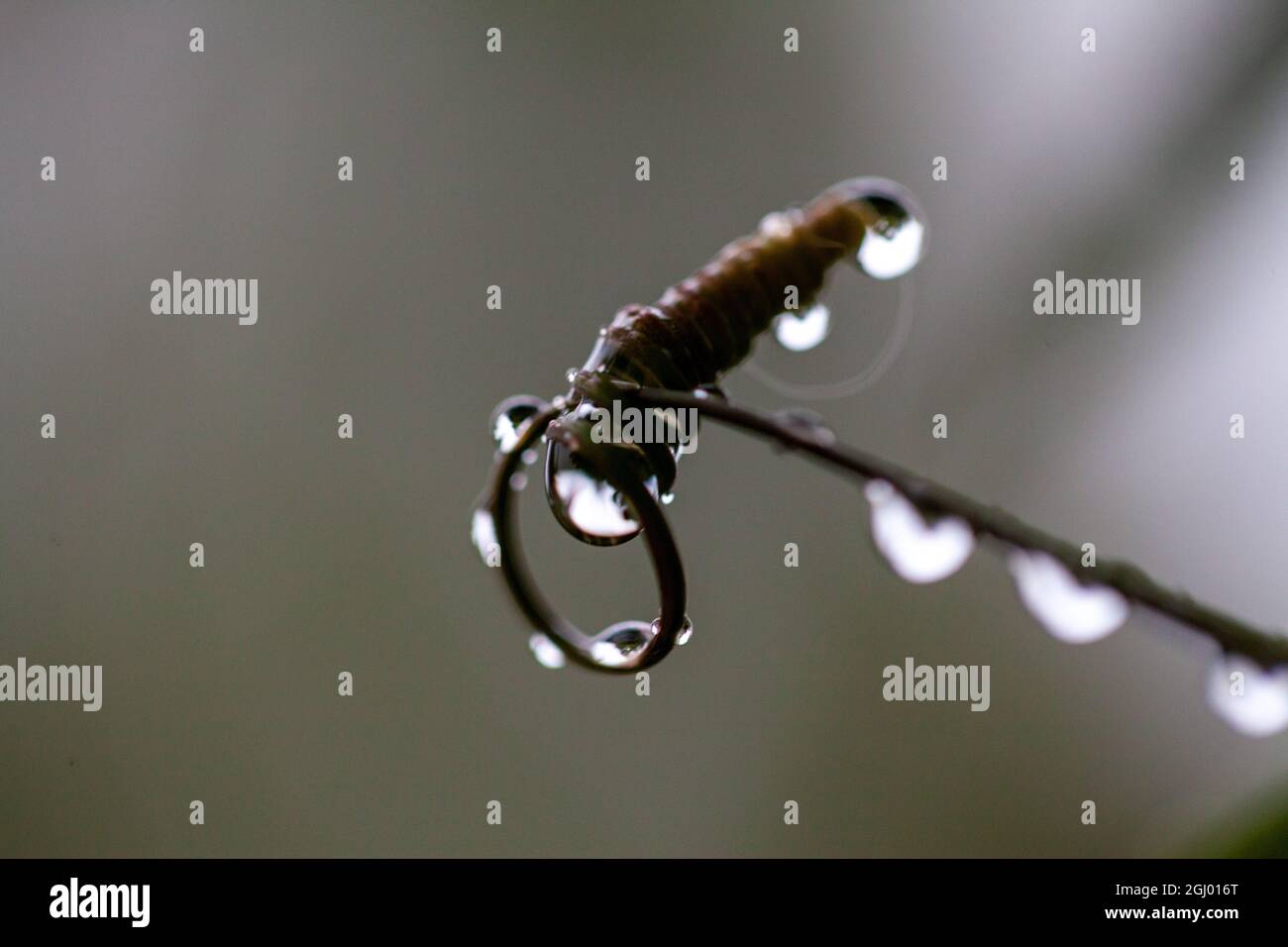 Ein weiches Hintergrundbild mit Regentropfen, die während der Wintermonate an dünnen Ästen oder Zweigen hängen. . Hochwertige Fotos Stockfoto