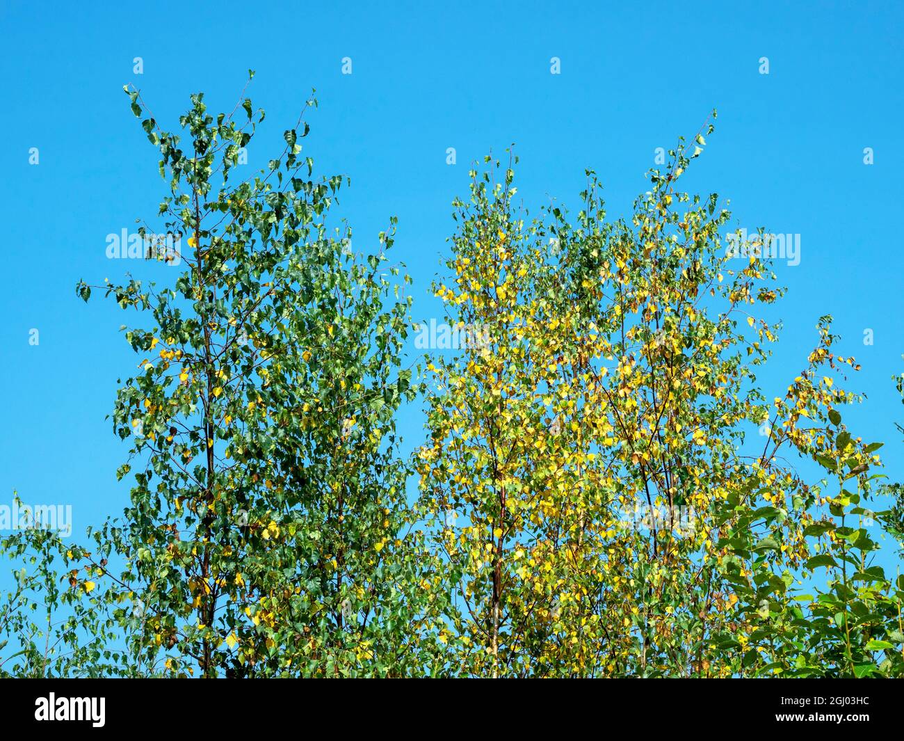 Wechselnde Herbstblätter auf jungen Silberbirken Stockfoto