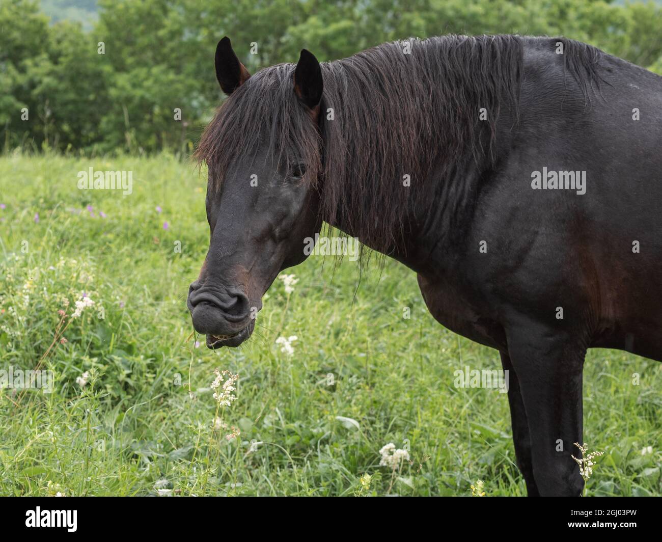 Nahaufnahme des braunen Pferdes, das seitlich zur Kamera steht. Er blickt mit geneigtem Kopf und faltiger Nase in den Rahmen. Eine Alm. F Stockfoto