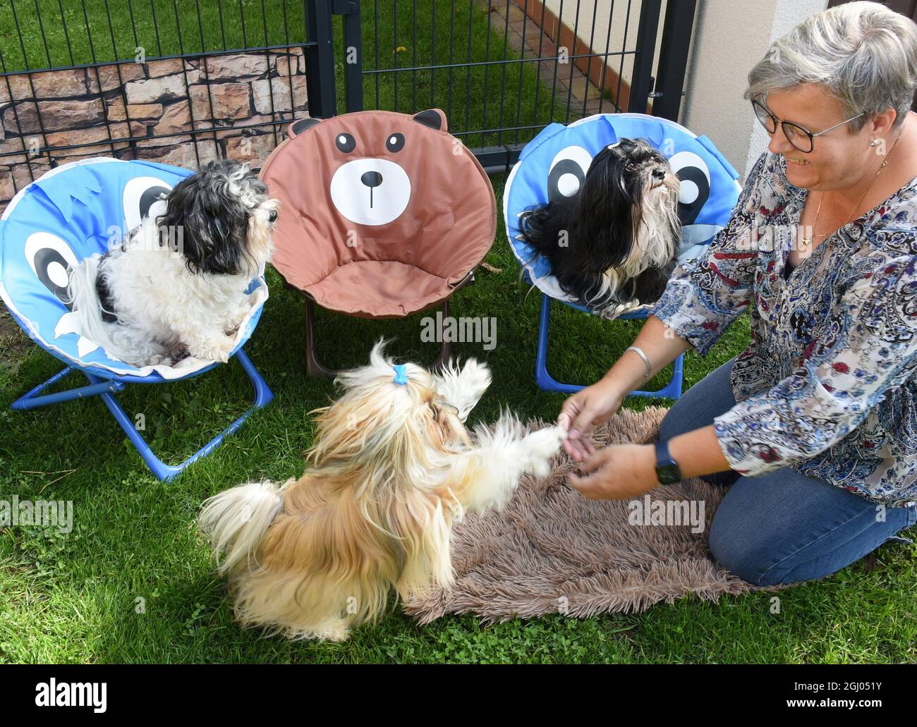 Eilenburg, Deutschland. September 2021. Die Versicherungsverkäuferin Ivette  Starcke nimmt ihre havanischen Hunde Otto, Vanja und Arthur (r-l) mit auf  einen Buggy. Die sechs-, vier- und einjährigen Tiere genießen die volle  Aufmerksamkeit ihrer