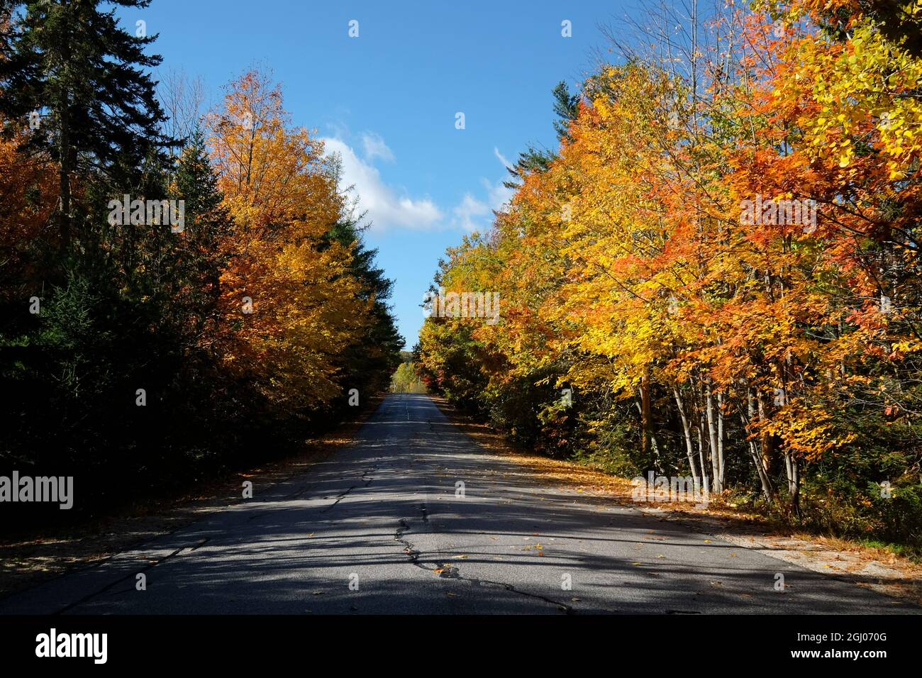 Eine leere Straße, Straße mit heller Herbstfarbe von gelben, orangefarbenen Blättern im Herbst. In Surry, Maine, Neuengland. Stockfoto
